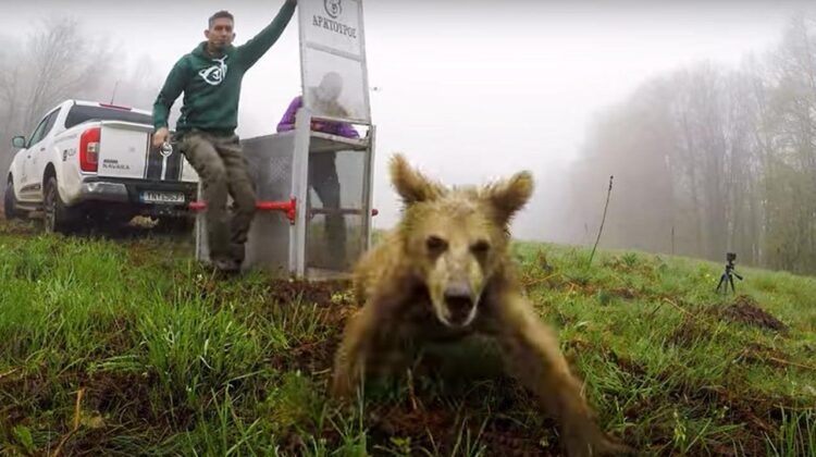 To αρκουδάκι Θωμάς που είχε διασωθεί επέστρεψε σπίτι του (βίντεο)